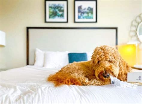 dog friendly hotels savannah ga